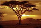 Sunset on Acacia Tree